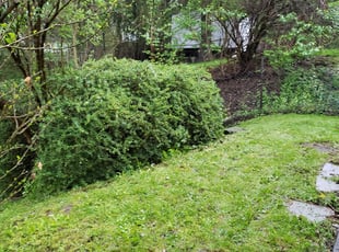 Bush Trimming by Christopher Coates for April C. in Pittsburgh, PA