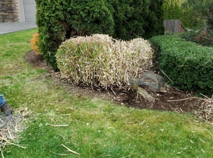 Bush Trimming by Coben Varland for Anil M. in Redmond, WA