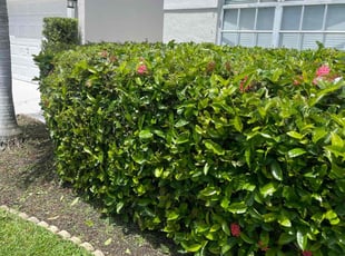Bush Trimming by Charles Walton for Zan R. in Boynton Beach, FL