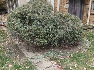Bush Trimming by Cameron Lewis for Jane M. in Kansas City, MO