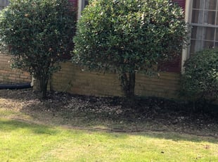 Bush Trimming by Arthur Kaplan for Reggie H. in Center Point, AL