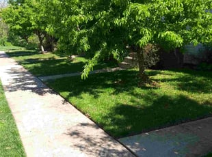 Edward M.'s Lawn Mowing service result