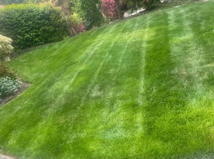 William T.'s Lawn Mowing service result