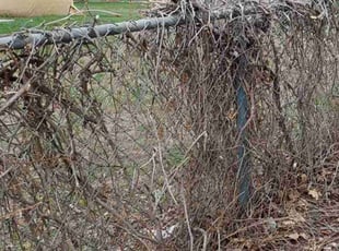Bush Trimming by Trent Young for Joyce C. in Arvada, CO