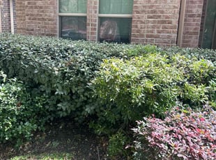 Bush Trimming by JosΓ© Gonzalez for Didarjan A. in Richmond, TX