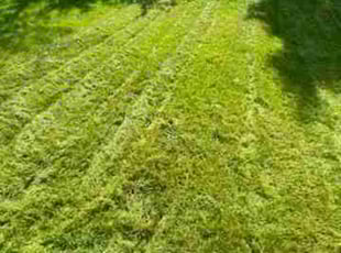 Courtney H.'s Yard Cutting service result