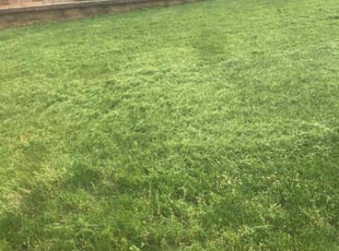 Marcus S.'s Lawn Care service result