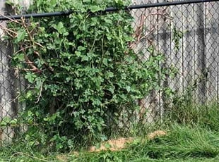 Bush Trimming by Lindsey Whaley for Kayla S. in Papillion, NE