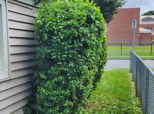 Bush Trimming by Jay M for Nicole S. in Norfolk, VA