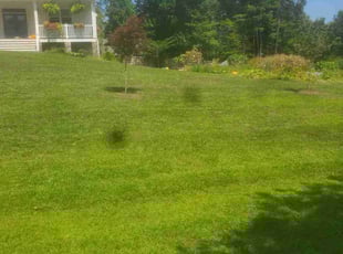 Vanessa L.'s Lawn Mowing Service service result