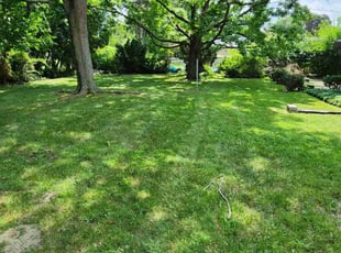 Tiffani T.'s Lawn Mowing service result