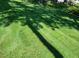 Lesley K.'s Lawn Mowing service result