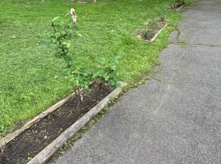 Weeding by Erick Mendez Perez for Cristina D. in Maplewood, NJ