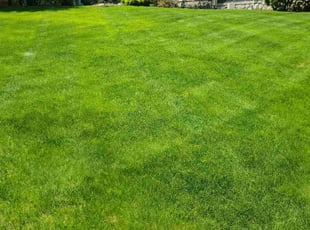 Katie W.'s Lawn Care service result