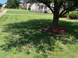 Amy N.'s Grass Cutting service result