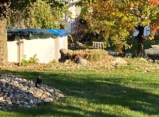 Bush Trimming by Derick Gibson for Jonathan S. in Breinigsville, PA