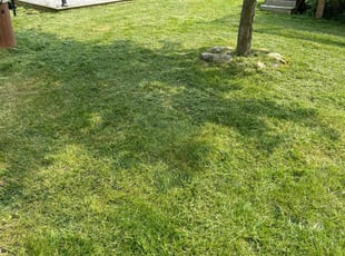 Tom M.'s Lawn Maintenance service result
