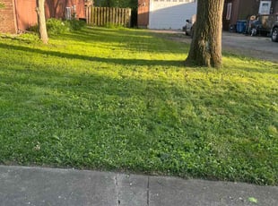 Jeannie D.'s Lawn Mowing Service service result