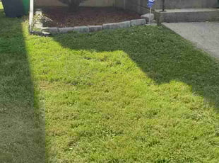 Alex G.'s Lawn Mowing service result
