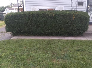 Bush Trimming by Earnest Williams for Elisabeth . in Columbus, OH