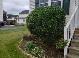 Bush Trimming by Ryan Harrison for Zola S. in Richmond, VA