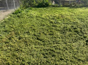 Walter A.'s Lawn Service service result