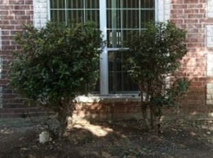 Bush Trimming by Daniel Gonzalez for Curtis S. in San Antonio, TX