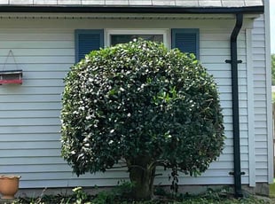 Bush Trimming by Bryce Hogan for Corey H. in Virginia Beach, VA