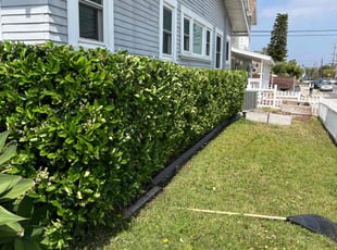 Bush Trimming by Keith Dalke for Paris M. in San Diego, CA