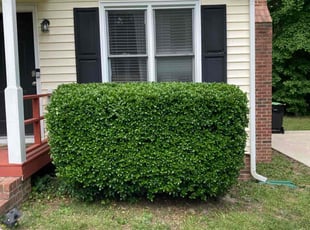 Bush Trimming by Brian Ziegler for Mattie B. in Knightdale, NC