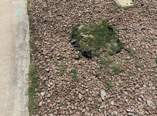 Weeding by Kenneth Cannon for Brandie M. in Mesa, AZ