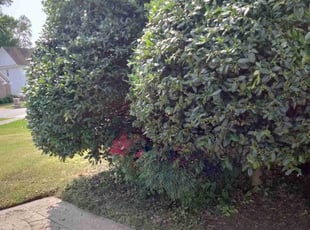 Bush Trimming by Tyreek Leacock for Dorica I. in Norfolk, VA