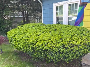 Bush Trimming by Tim Ricci for ian h. in Worcester, MA