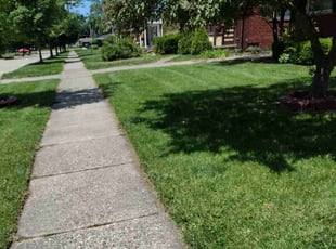 Chanique S.'s Lawn Mowing service result