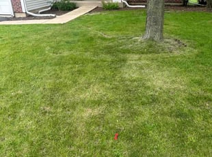 Robert F.'s Lawn Mowing Service service result