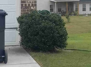 Bush Trimming by Demetrius Davis for Roberto R. in Dallas, GA