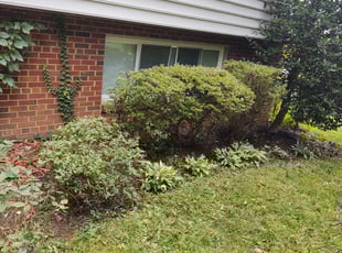 Bush Trimming by Allan Roberts for Christina M. in Vienna, VA