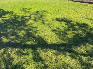 Morgan S.'s Lawn Care service result