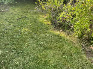 Vanessa S.'s Grass Cutting service result