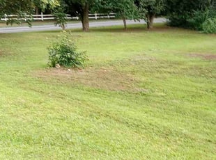 Bush Trimming by Lionel Lee for Penelope R. in Stone Mountain, GA