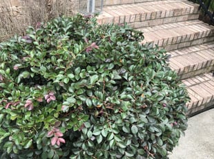 Bush Trimming by Justin Yearwood for Michael C. in Durham, NC
