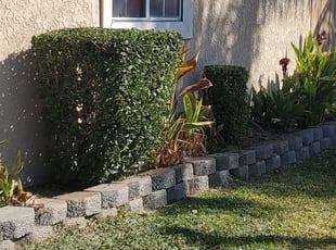 Bush Trimming by Antonio Ruiz for Sondi J. in Rialto, CA