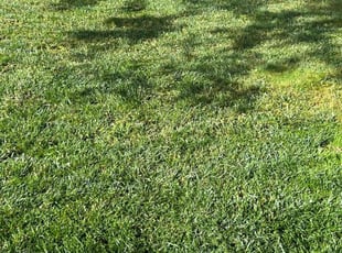 Nancy L.'s Lawn Mowing Service service result