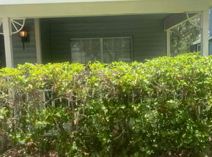 Bush Trimming by Catherine Thomas for Ryan B. in Wesley Chapel, FL