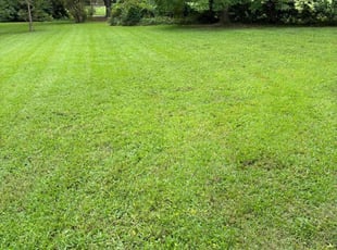 PETER L.'s Grass Cutting service result