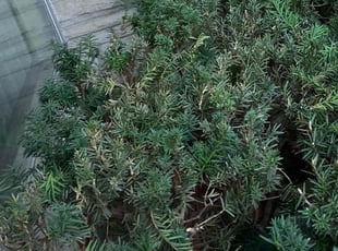 Bush Trimming by Benjamin Hicks for Pam J. in Indianapolis, IN