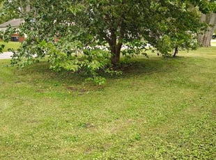Damien R.'s Lawn Mowing service result