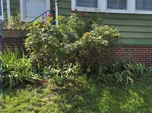 Bush Trimming by Kenneth Giarratano for Telma C. in Kearny, NJ