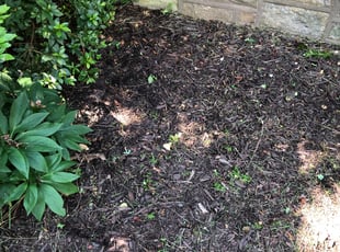 Weeding by Carlos Alba for Malene D. in Arlington, VA