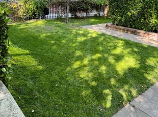 Brandon C.'s Lawn Service service result